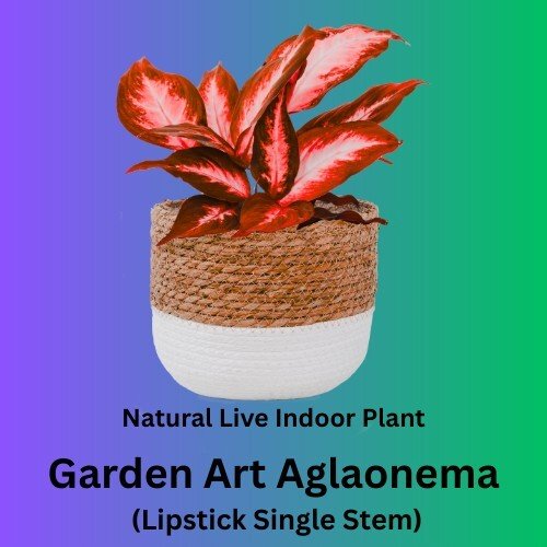 Aglaonema Evergreen Indoor Plant - Low-Maintenance Houseplant with Red-Edged Leaves, Perfect for Beginners & Air Purification